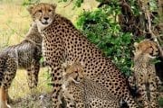 Zanzibar plus safari