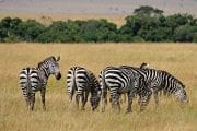 Safari Kenija Kilimandzaro Zanzibar putovanje daleke destinacije egzoticna avantura