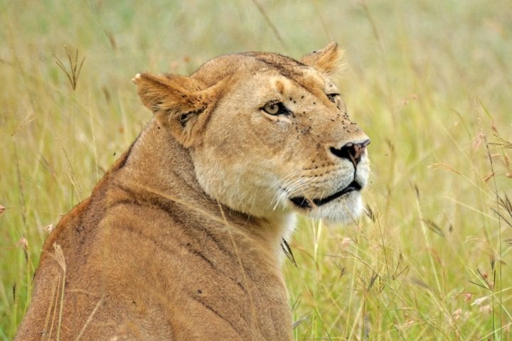 GlobeTracker Ekspedicija Afrika - Safari Lav