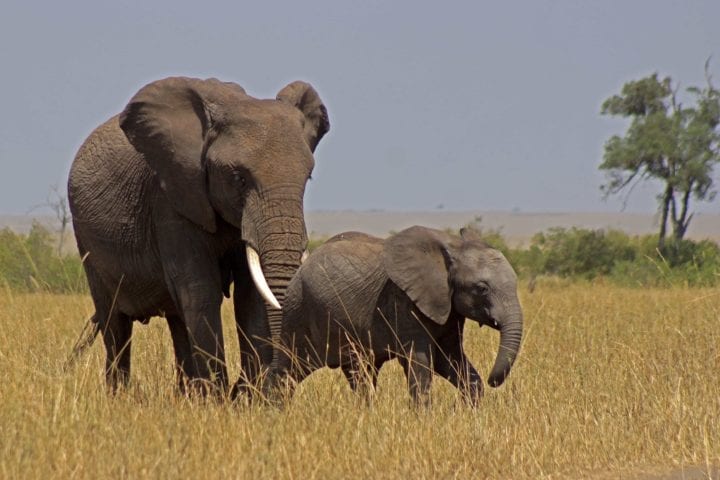 GlobeTracker Ekspedicija Afrika - Safari