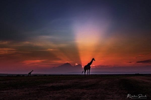 Zirafa_Safari_Kenija_Sergeri_GlobeTracker_Zanzibar